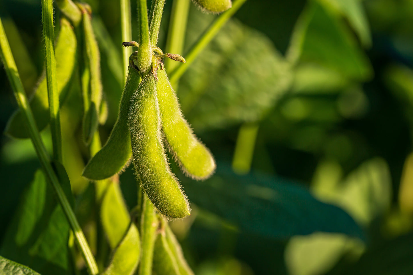20 Organic Sweet KOREAN BLACK SOYBEAN Glycine Max Edamame Soy Bean Vegetable Seeds