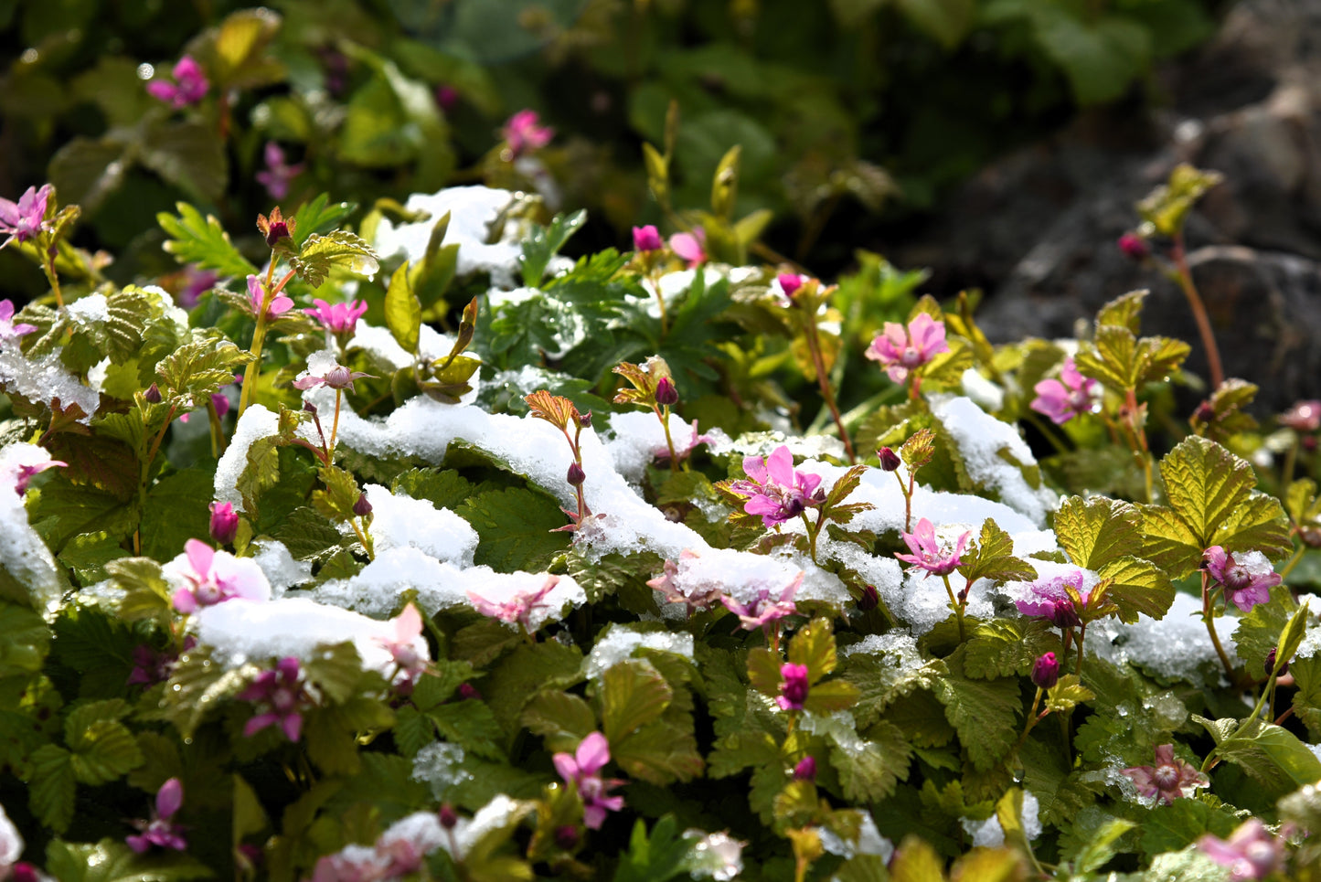 10 ARCTIC RASPBERRY Nagoonberry Rubus Arcticus Red Berry Fruit Bramble Seeds