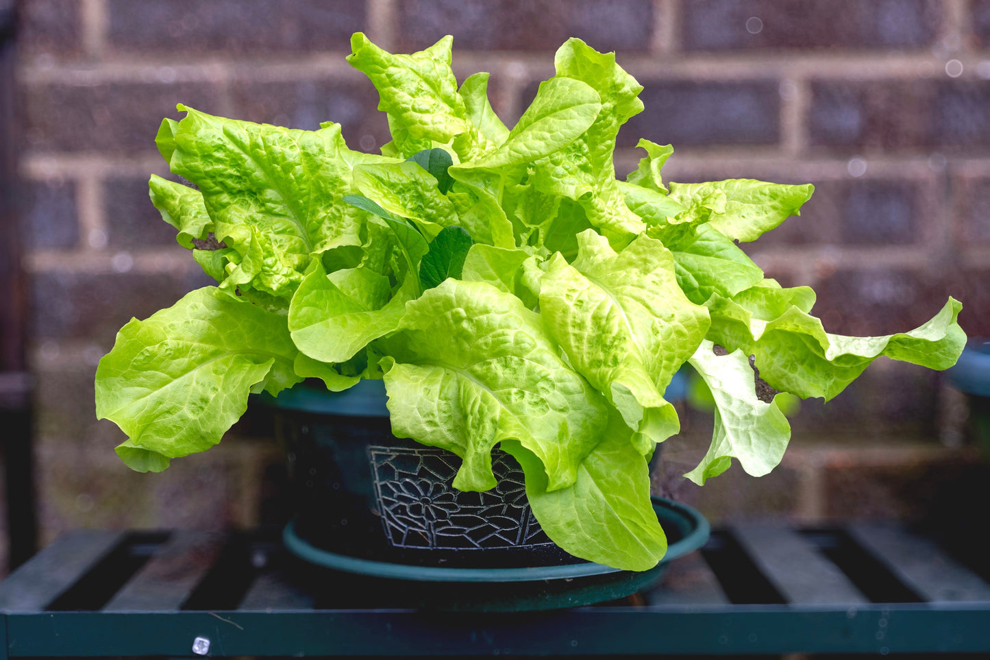 3000 Black Seeded Simpson LEAF LETTUCE Lactuca Sativa Vegetable Seeds