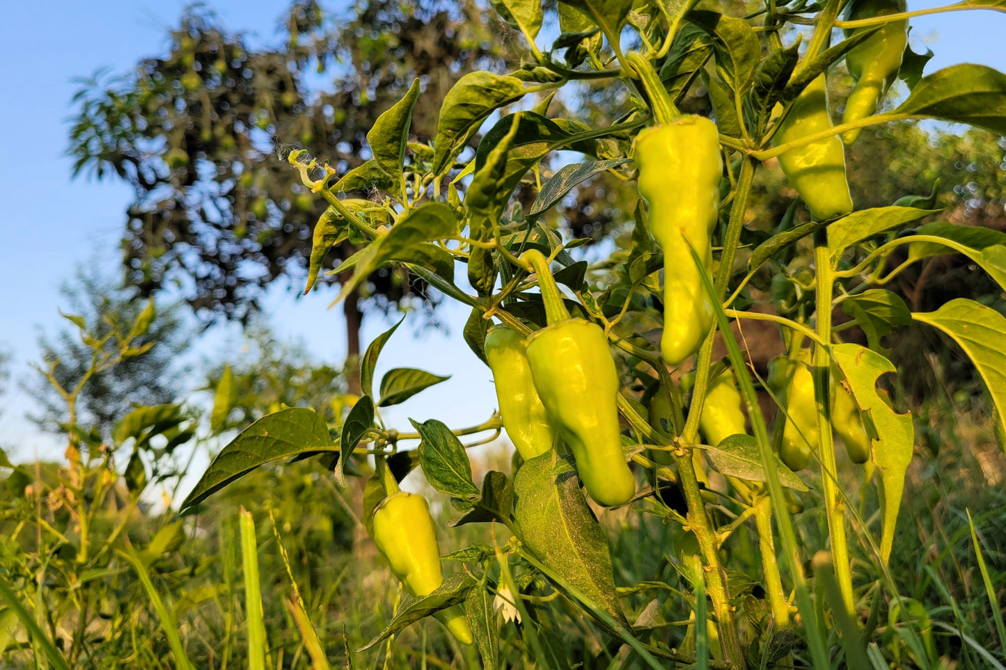 75 CUBANELLE PEPPER (Italian Sweets / Banana Pepper / Italian Frying Pepper) Capsicum Annuum Vegetable Seeds