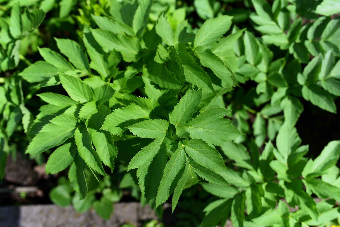 30 ANGELICA Archangelica Officinalis Edible Archangel / Holy Ghost Herb Seeds