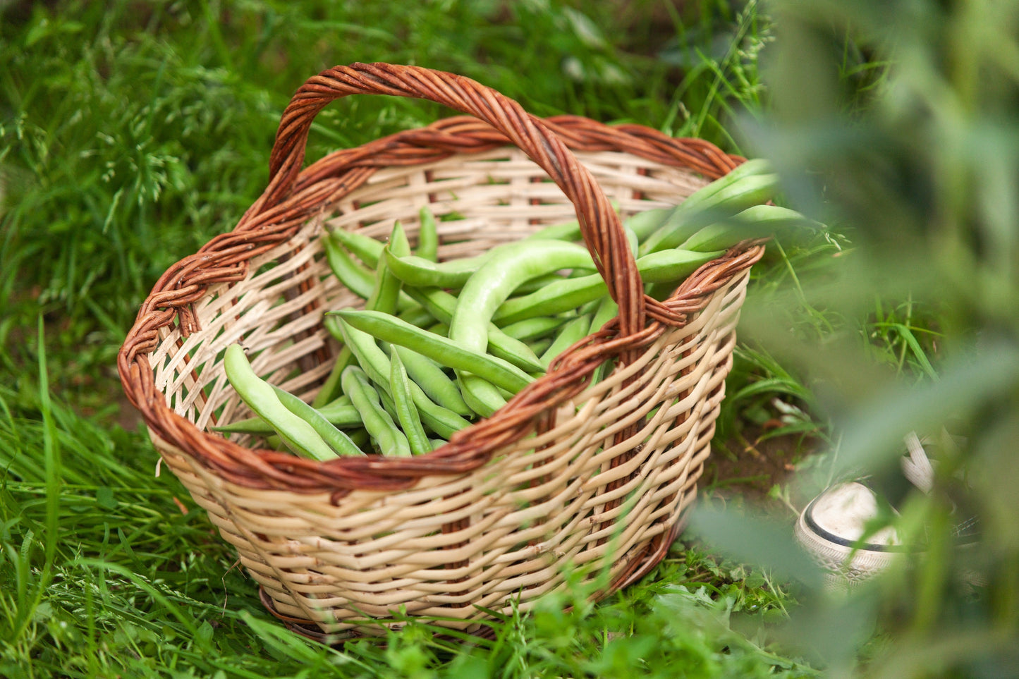 30 CANNELLINI BEAN Seeds White Italian Kidney Phaseolus Vulgaris Vegetable Seeds
