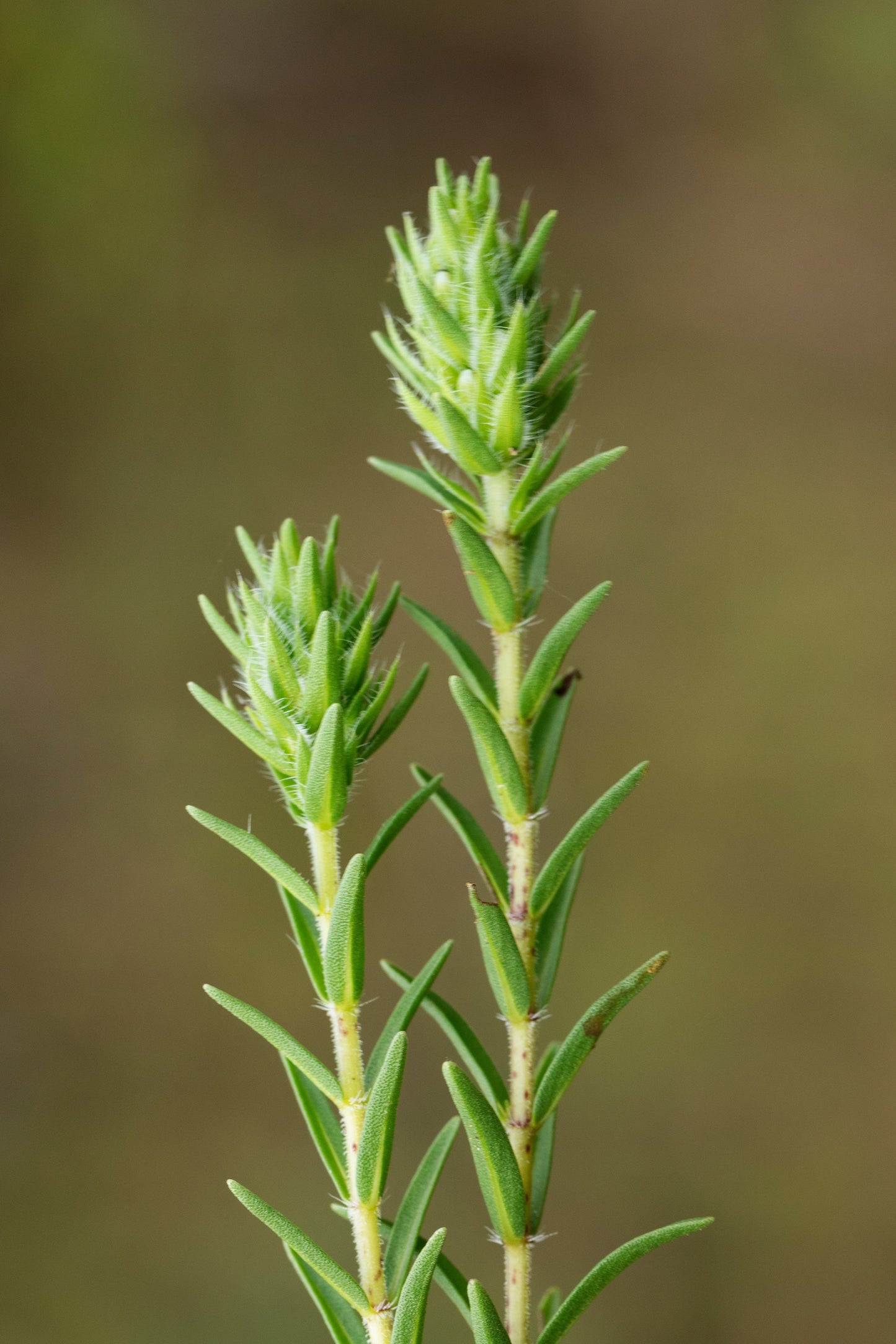 20 MEDITERRANEAN THYME Spiked Thymbra Spicata Pink Savory Herb Za’atar Perennial Herb Flower Seeds