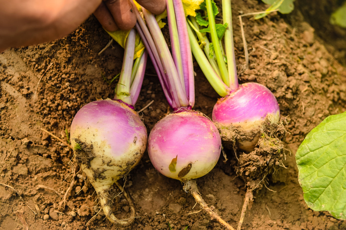 3000 PURPLE Top WHITE Globe TURNIP Brassica Rapa Vegetable Seeds