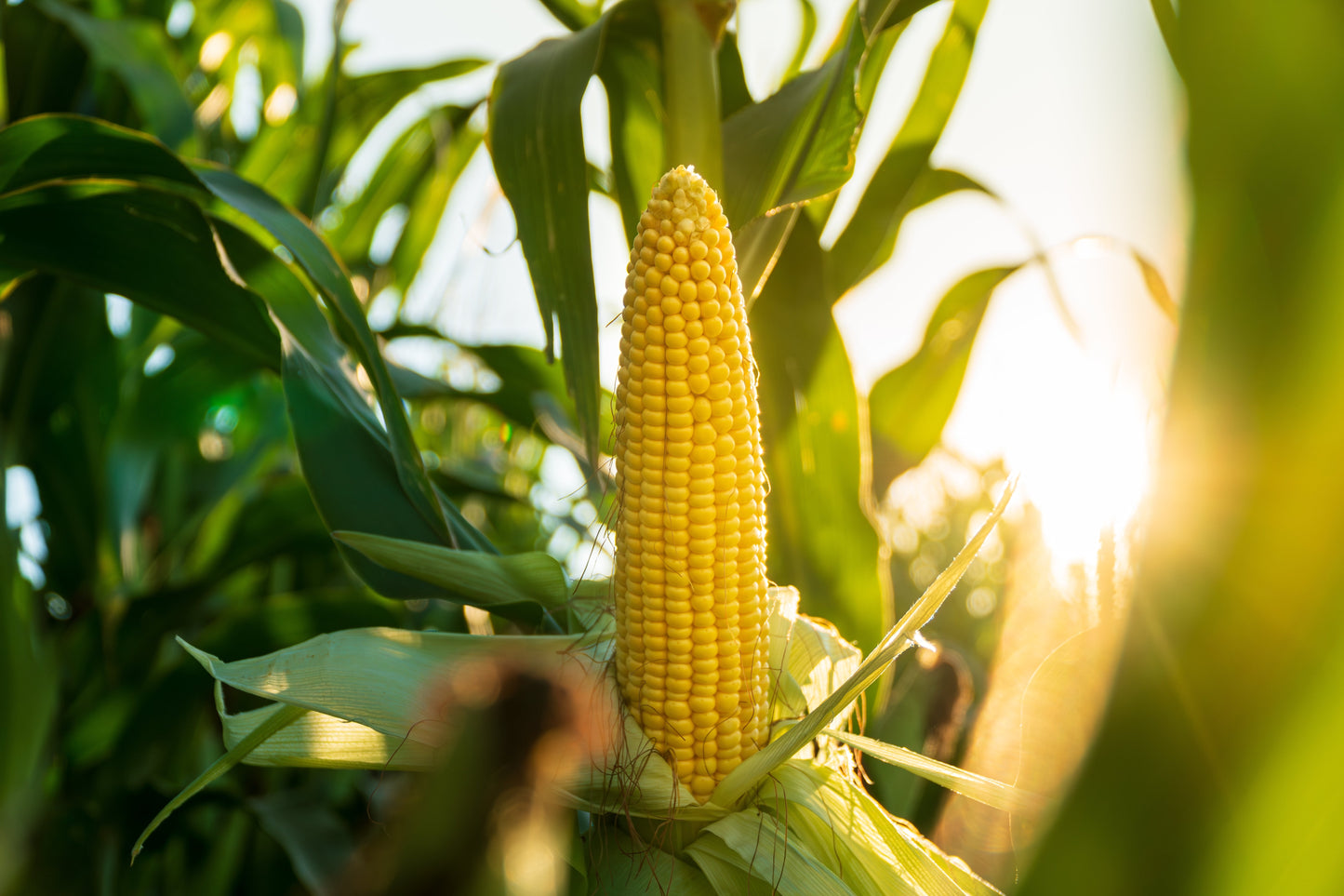 100 IOCHIEF Yellow SWEET CORN Aas Winner Zea Mays Vegetable Seeds