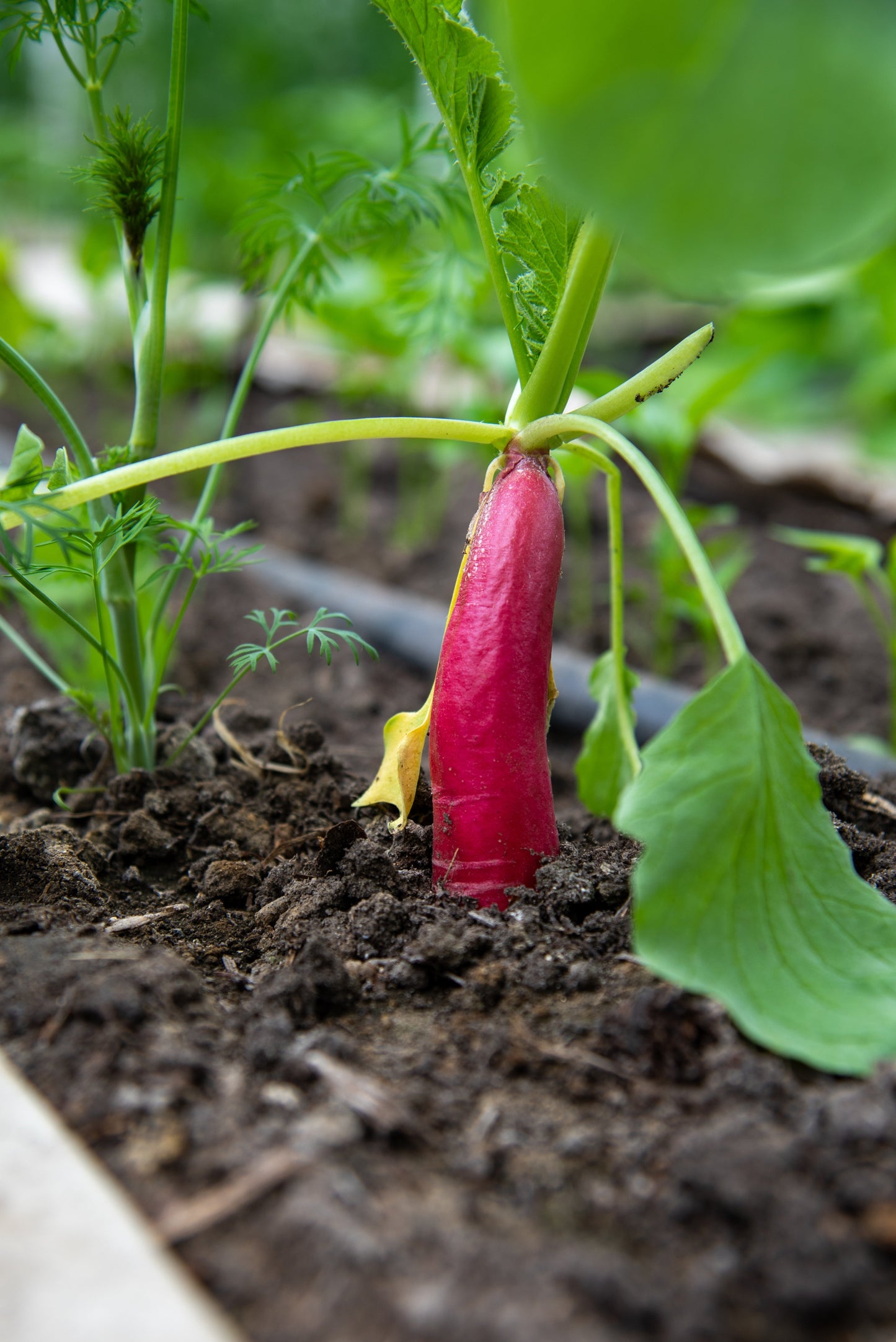 250 RED Arrow SPROUTING RADISH MiniGreen Daikon Raphanus Sativus Vegetable Seeds
