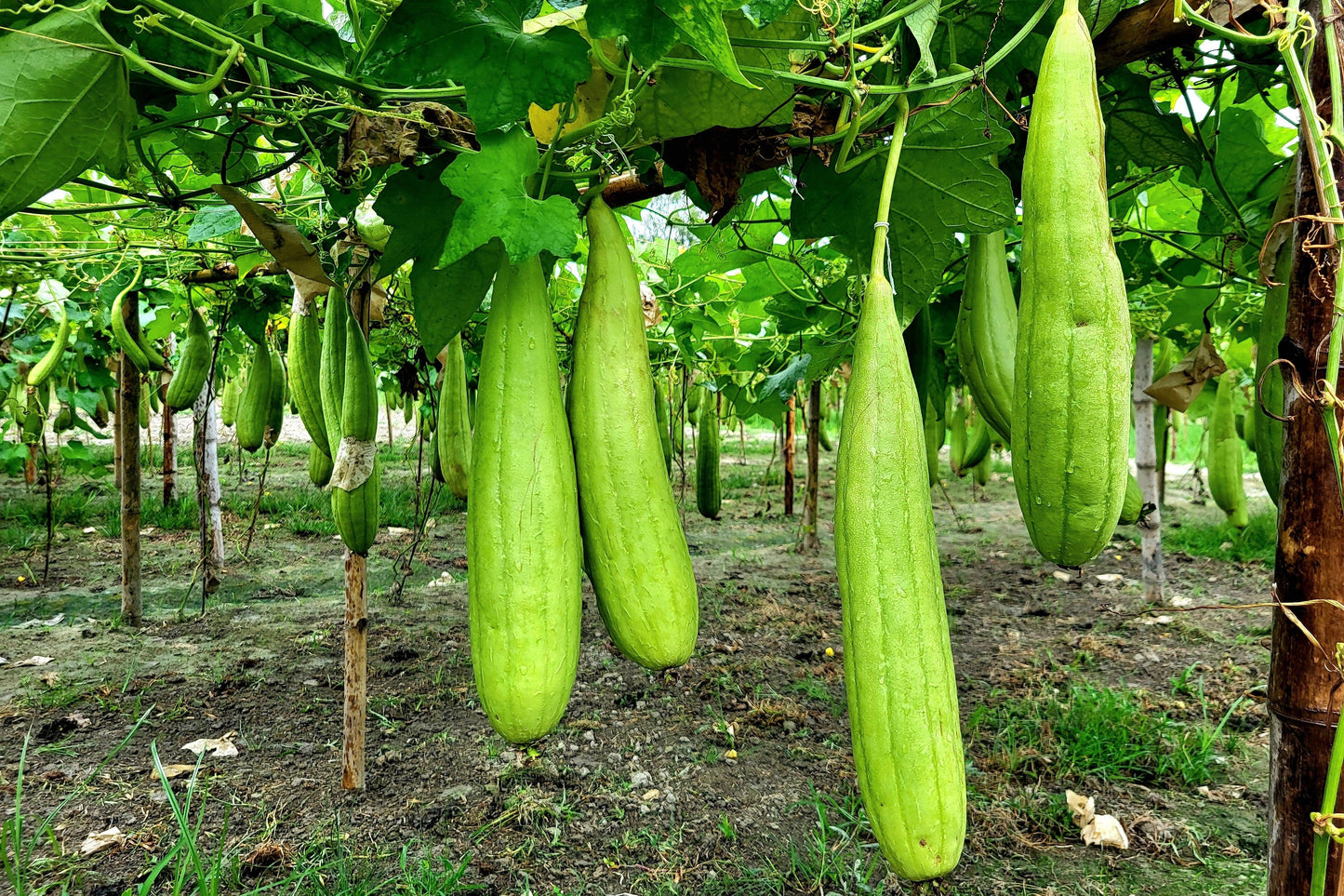 25 LUFFA SPONGE GOURD (Vegetable Sponge / Smooth Luffa / Sponge Loofa / Climbing Okra / Dishrag Gourd) Luffa Cylindrica Vine Seeds