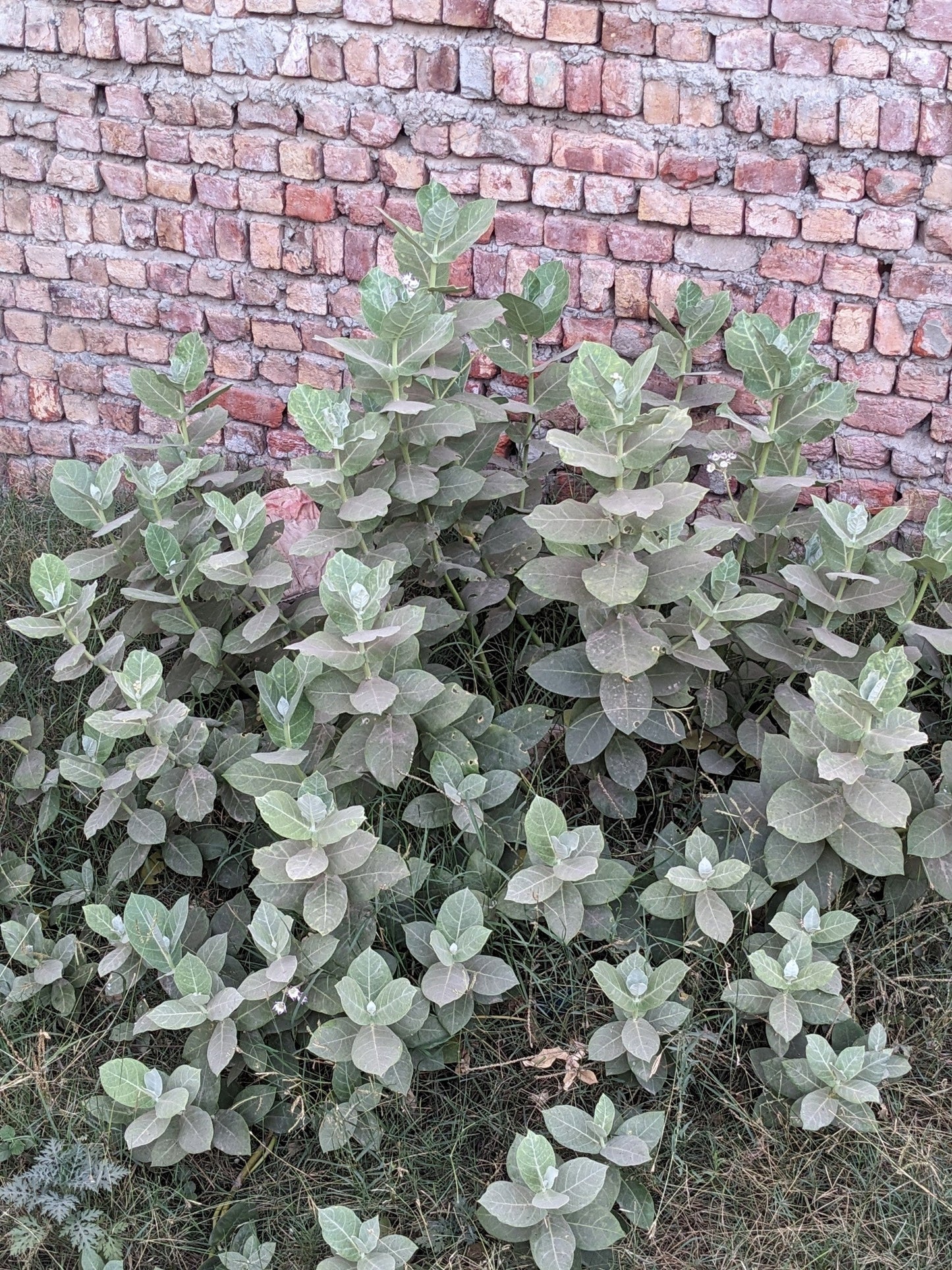 10 GIANT MILKWEED Sodom Apple Calotropis Procera Crown Flower Shrub Seeds