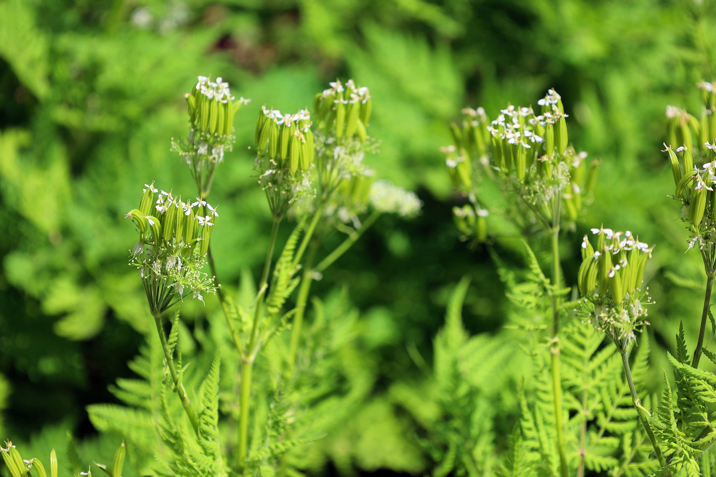 20 SWEET CICELY Myrrhis Odorata Herb Fragrant Flower Licorice Flavor Seeds