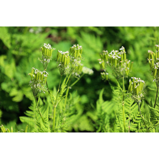 20 SWEET CICELY Myrrhis Odorata Herb Fragrant Flower Licorice Flavor Seeds