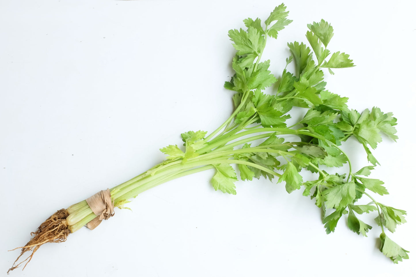 2000 CUTTING LEAF CELERY Apium Graveolens Soup Vegetable Herb Seeds