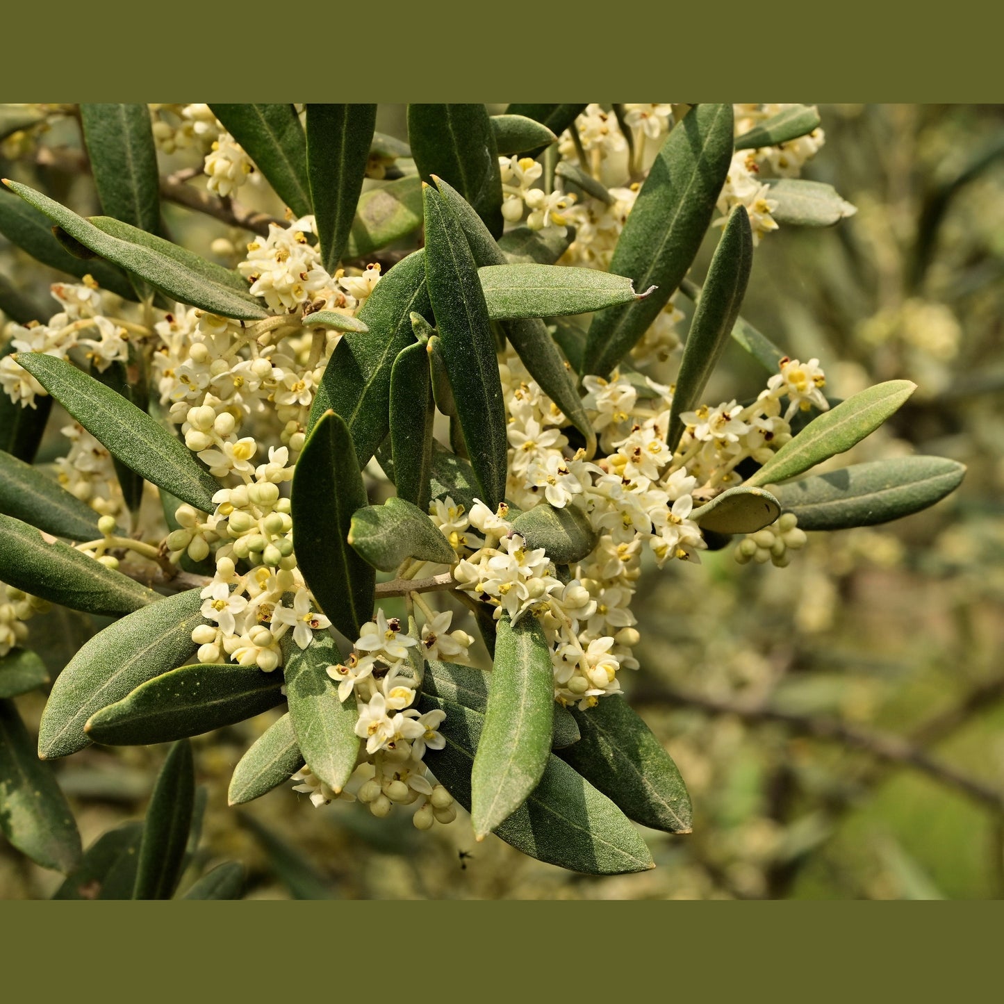 10 CANINO OLIVE TREE Olea Europaea Canino Edible European Common Green Black Fruit Seed