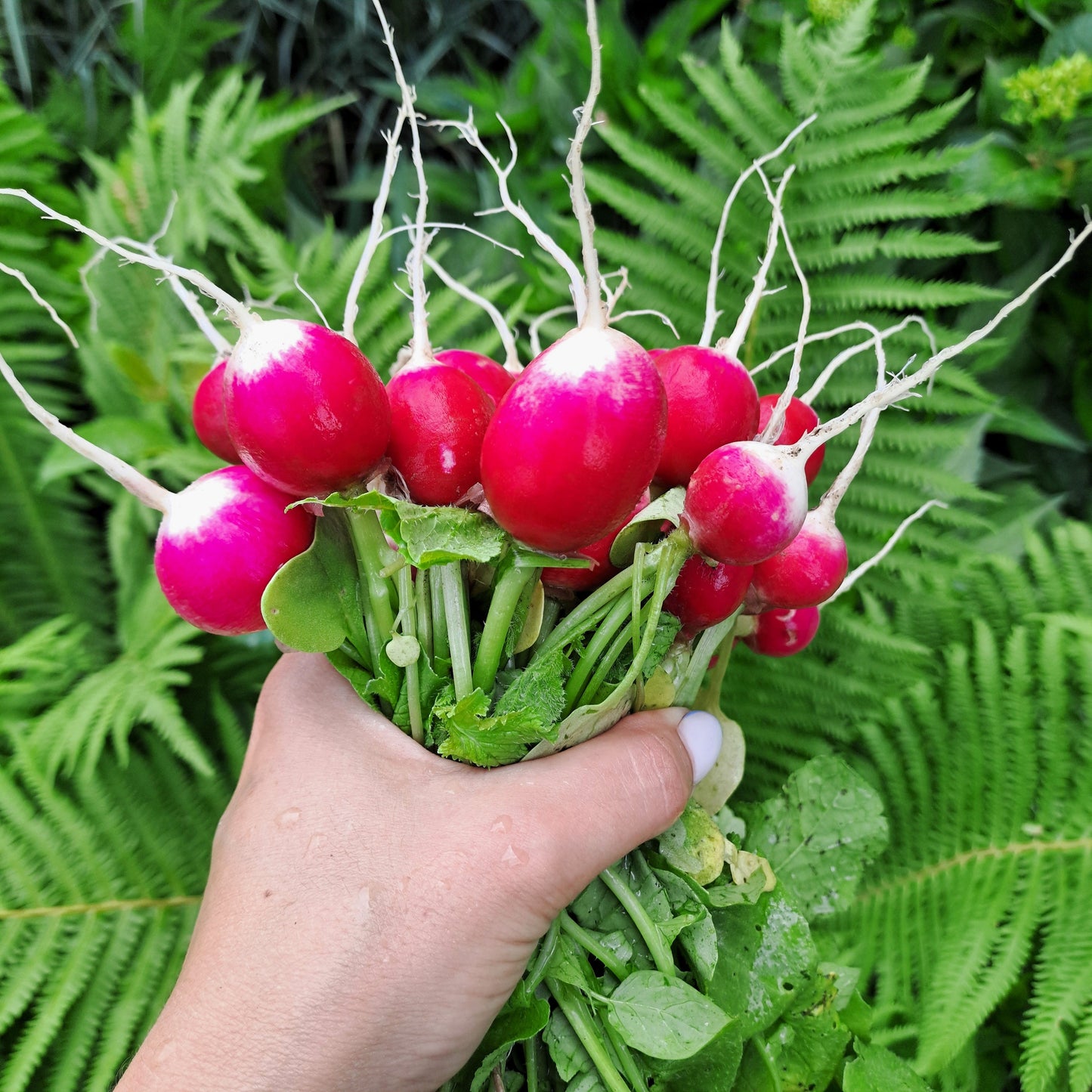 500 SPARKLER WHITE Tip RADISH Sweet European Red Raphanus Sativus Vegetable Seed