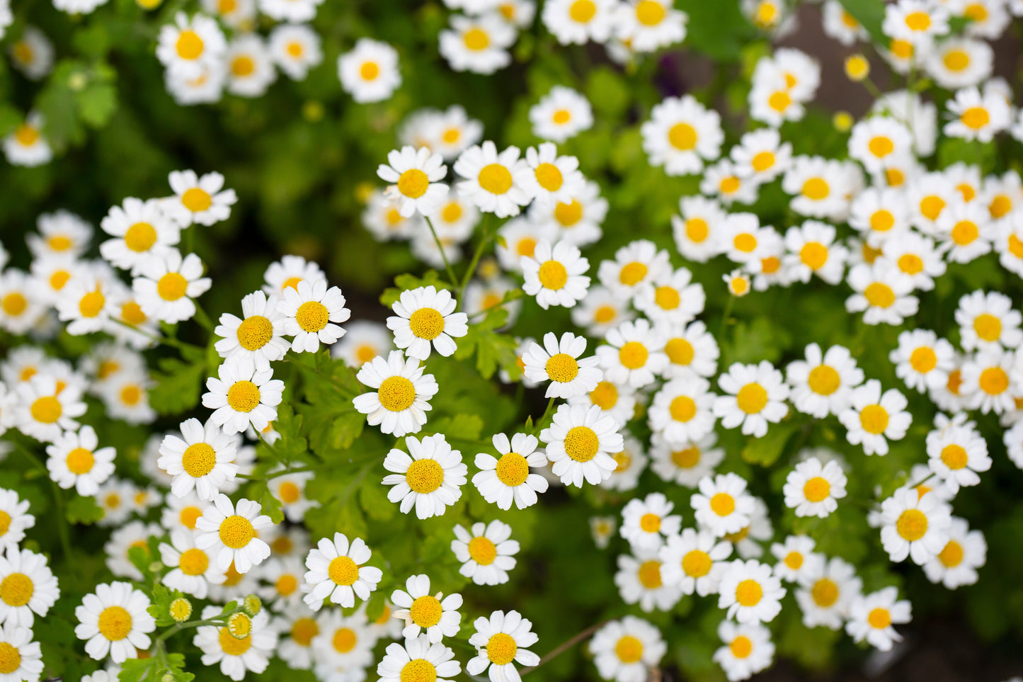 300 FEVERFEW Tanacetum Parthenium Herb Flower Seeds