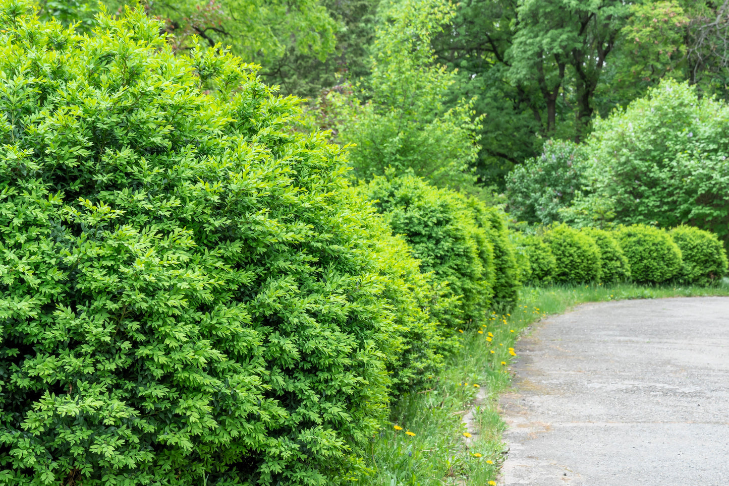 5 CHERRY PRINSEPIA Chinese Sinensis Edible Red Fruit Tree Shrub Flower Seeds