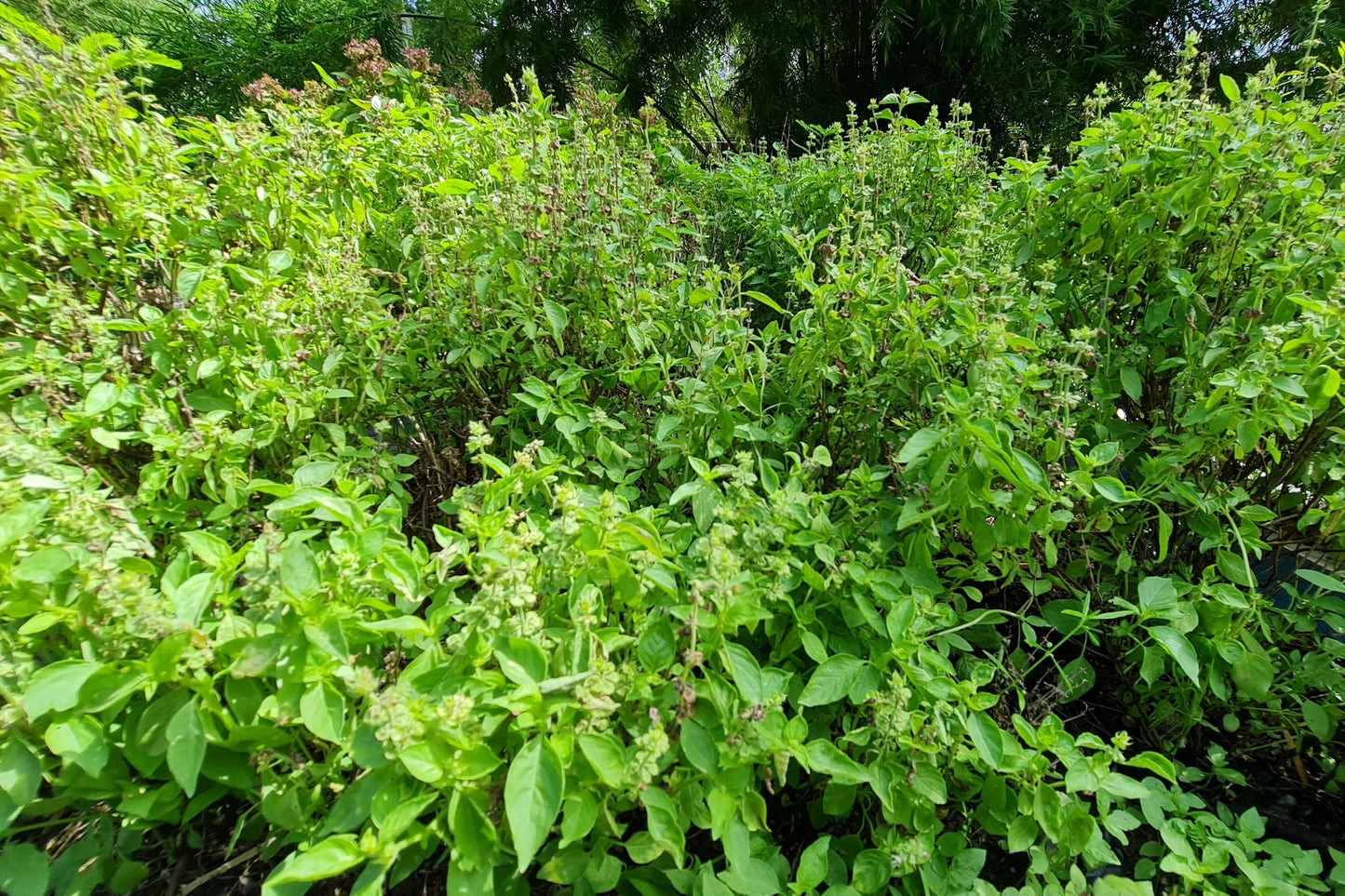 250 Green Tulsi HOLY BASIL Ocimum Sanctum Tenuiflorum Herb Flower Seeds