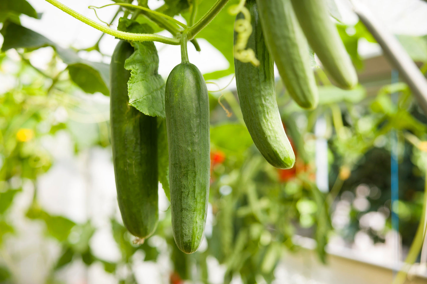 100 LONG Green IMPROVED CUCUMBER Slicing Cucumis Sativus Fruit Vegetable Seeds