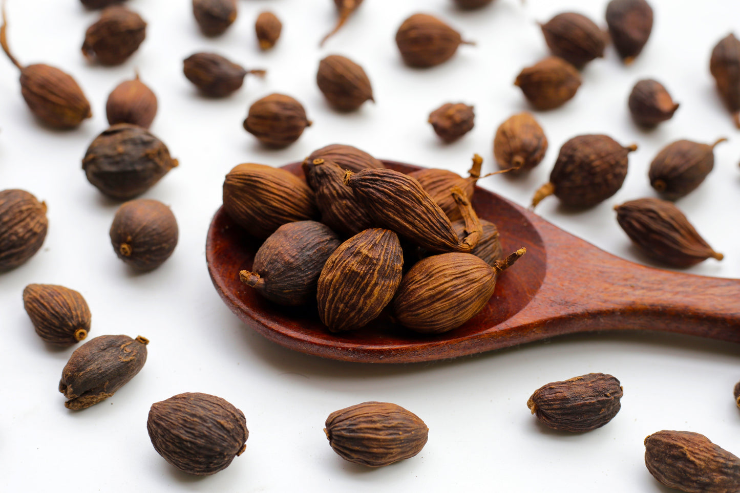 5 CARDAMON CARDAMOM Elettaria Cardamomum HERB Flower Shrub Tree Seeds