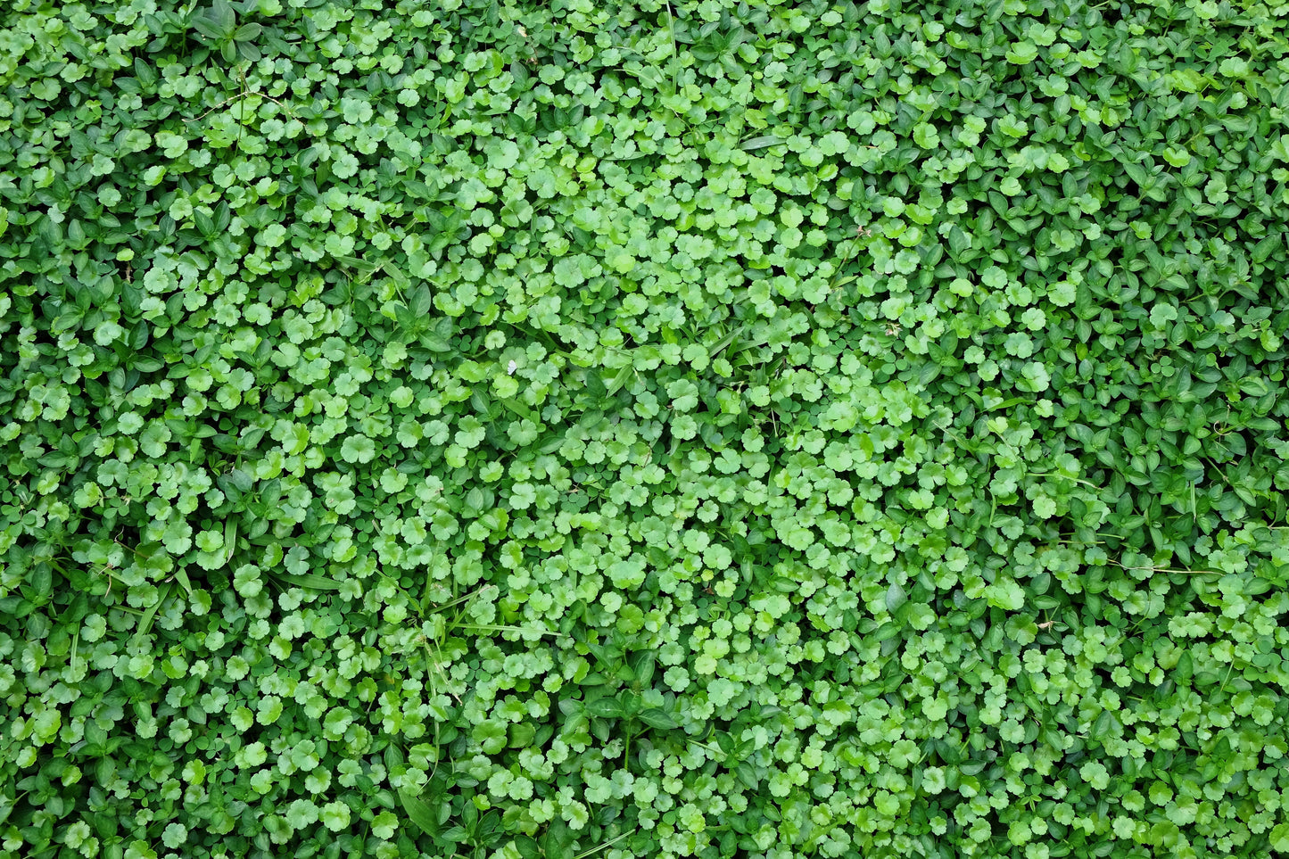 50 SPADELEAF Edible Coinwort Centella Asiatica Gotu Kola Herb Pink Flower Seeds