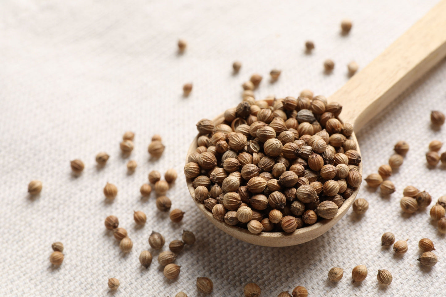 250 LEISURE CILANTRO / CORIANDER Coriandrum Sativum Herb Vegetable Seeds