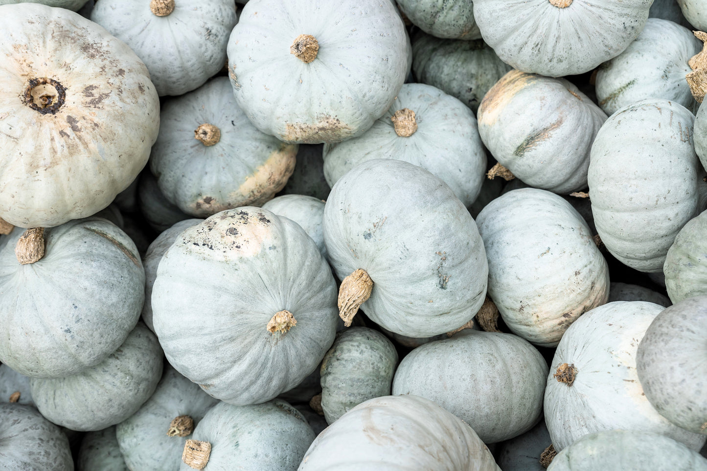15 JARRAHDALE GREEN PUMPKIN Jarradale Blue Grey Cucurbita Maxima Vegetable Seeds