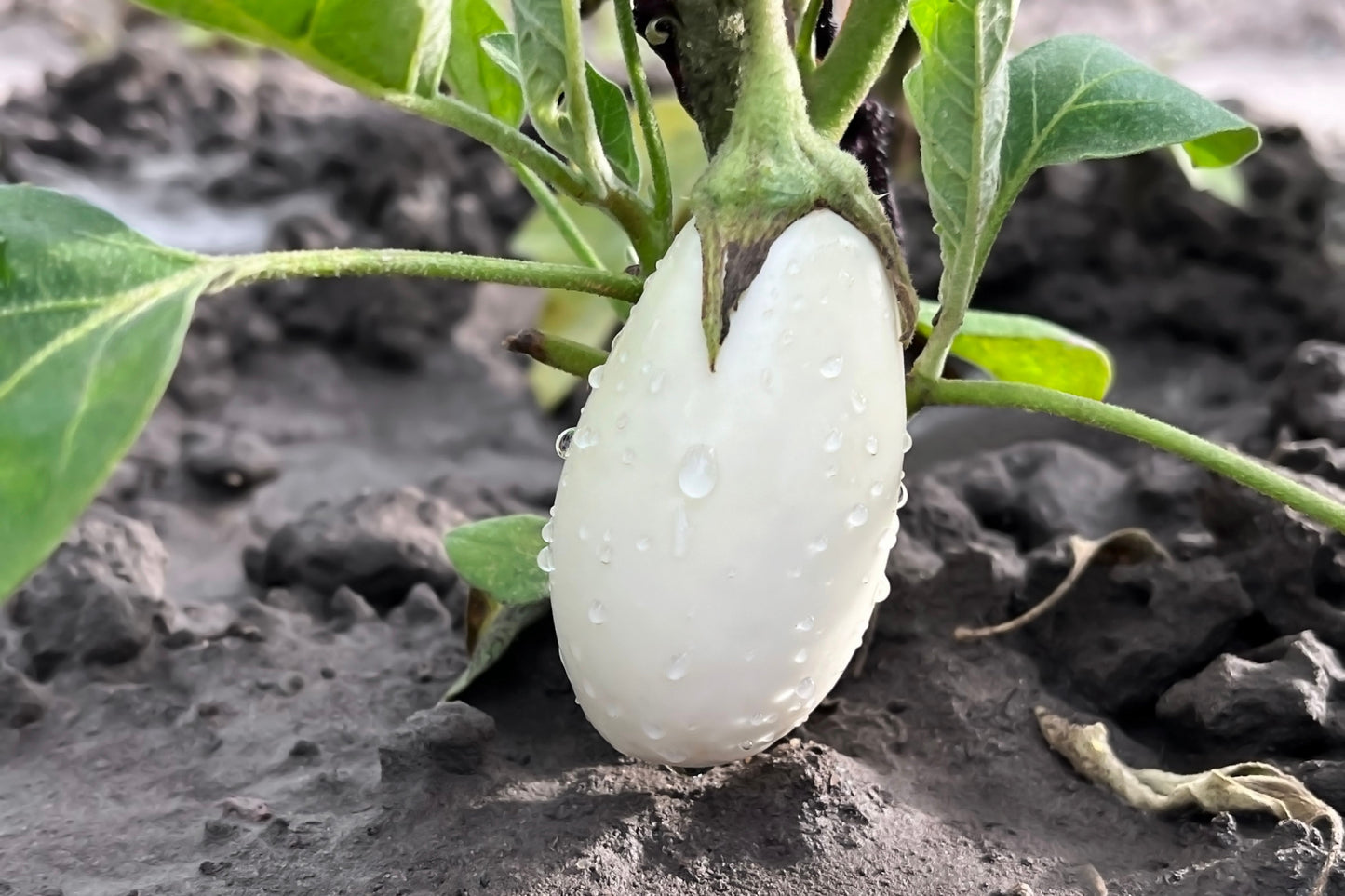 50 CASPER WHITE EGGPLANT Solanum Melongena Fruit / Vegetable Seeds