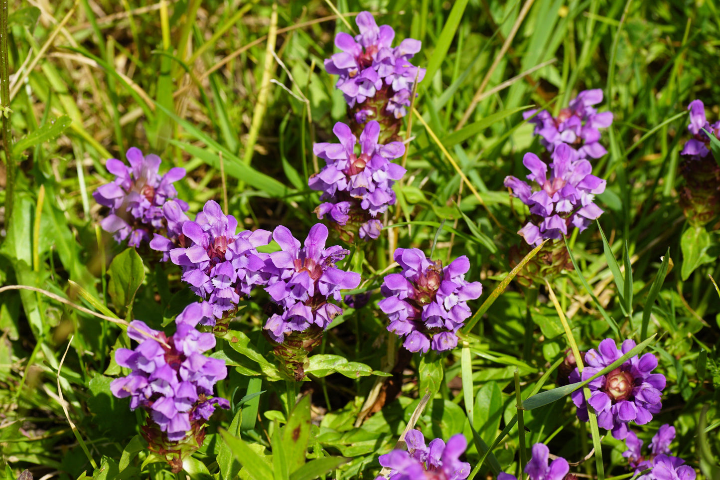 100 HEAL ALL Self Heal Prunella Vulgaris Purple Herb Flower Seeds