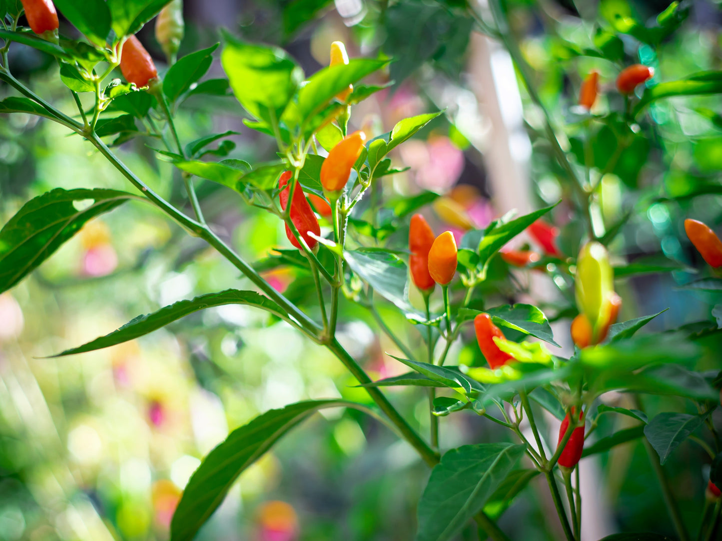 50 TABASCO PEPPER Hot Red Capsicum Fruitescens Vegetable Seeds