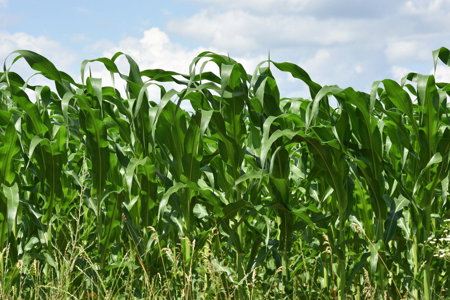 100 IOCHIEF Yellow SWEET CORN Aas Winner Zea Mays Vegetable Seeds