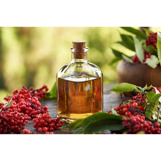 100 RED ELDERBERRY Sambucus Racemosa Scarlet Mountain Elder Bunchberry Tree Shrub Fruit Berry Seeds