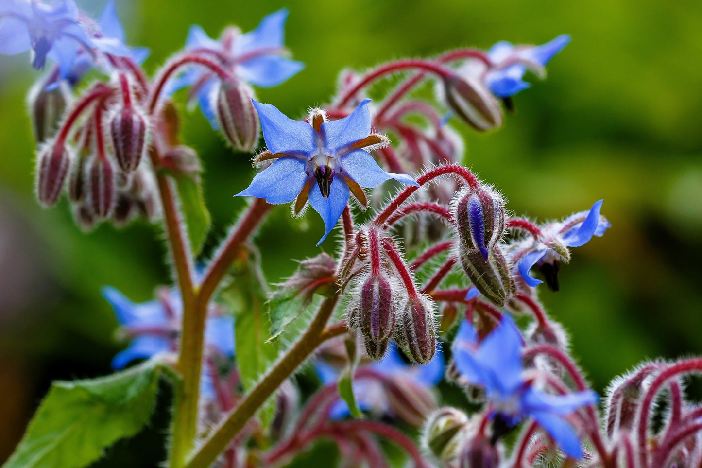 100 Blue Star BORAGE HERB Borago Officinalis Flower Seeds