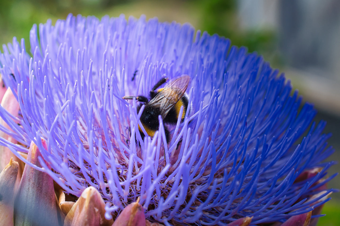 50 PURPLE ROMAGNA ARTICHOKE Italian Cynara Scolymus Flower Vegetable Seeds