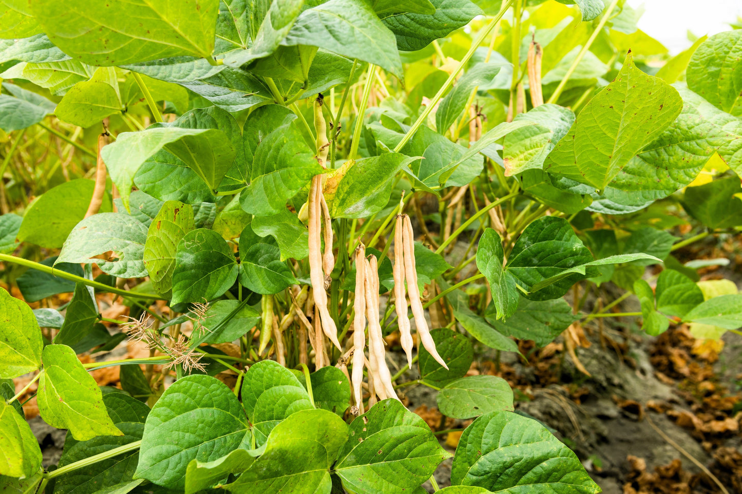 50 ADZUKI BEAN Aduki Red Bean Maroon Phaseolus Angularis Legume Vegetable Seeds