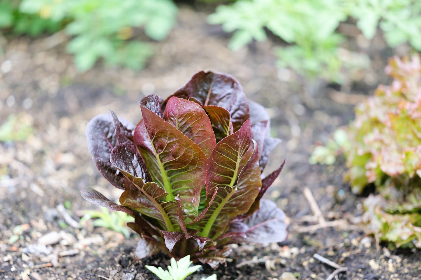 3000 RED ROMAINE LETTUCE Lactuca Sativa Vegetable Seeds