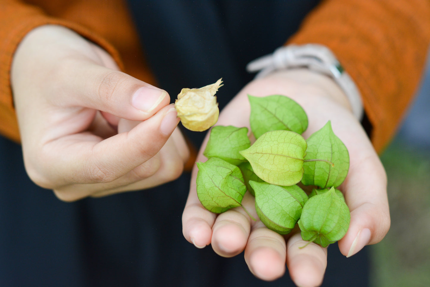 50 PERUVIAN GROUND CHERRY Physalis Peruviana Cape Gooseberry Fruit Veggie Seeds