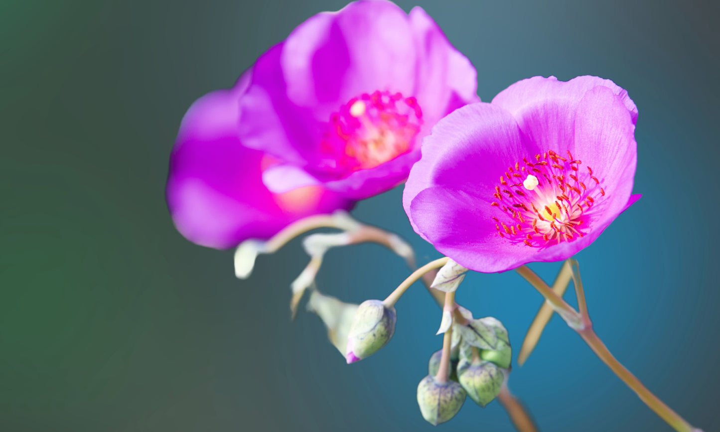 50 RED ROCK PURSLANE ' Ruby Tuesday ' Calandrinia Umbellata Magenta Flower Herb Seeds