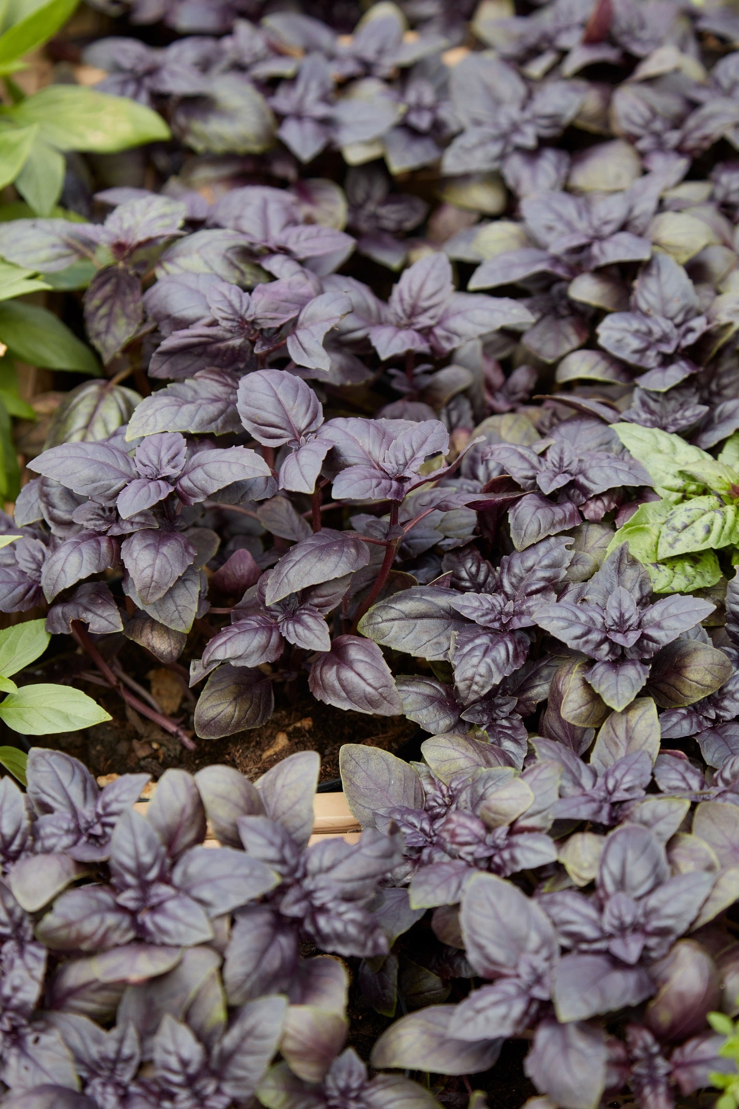500 RED RUBIN BASIL Ocimum Basilicum Purpurascens Spicy Herb White & Lavender Flowers Seeds