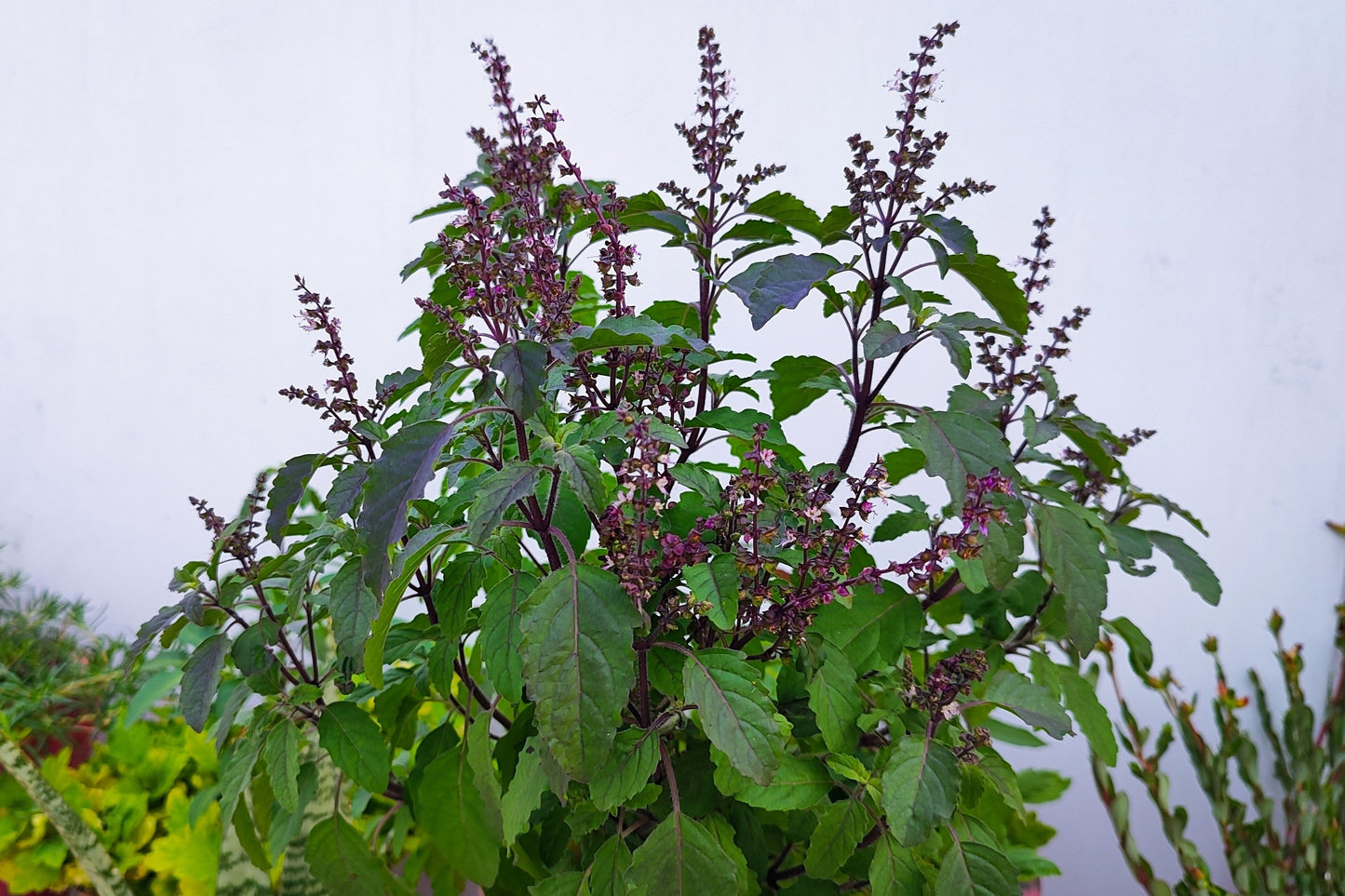 250 Green Tulsi HOLY BASIL Ocimum Sanctum Tenuiflorum Herb Flower Seeds