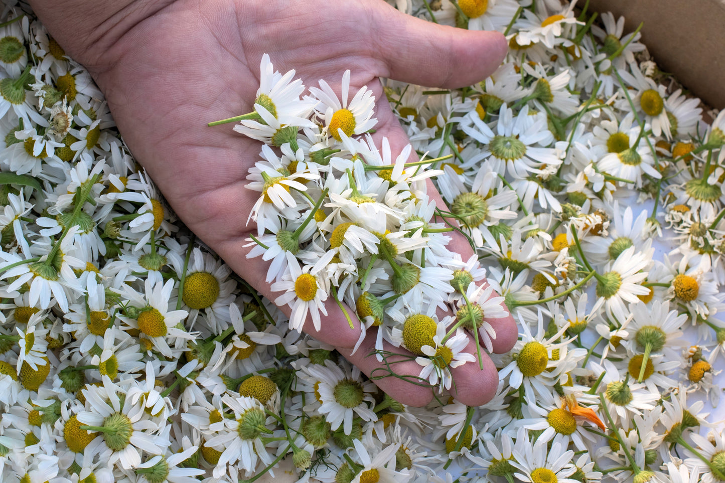 1000 GERMAN CHAMOMILE Matricaria Recutita Chamomilla Herb Flower Seeds