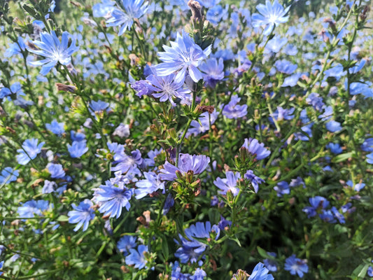 1000 CHICORY (Blue Daisy / Blue Sailors / Coffeeweed / Succory) Chicorium Cicorium Intybus Flower Herb Seeds