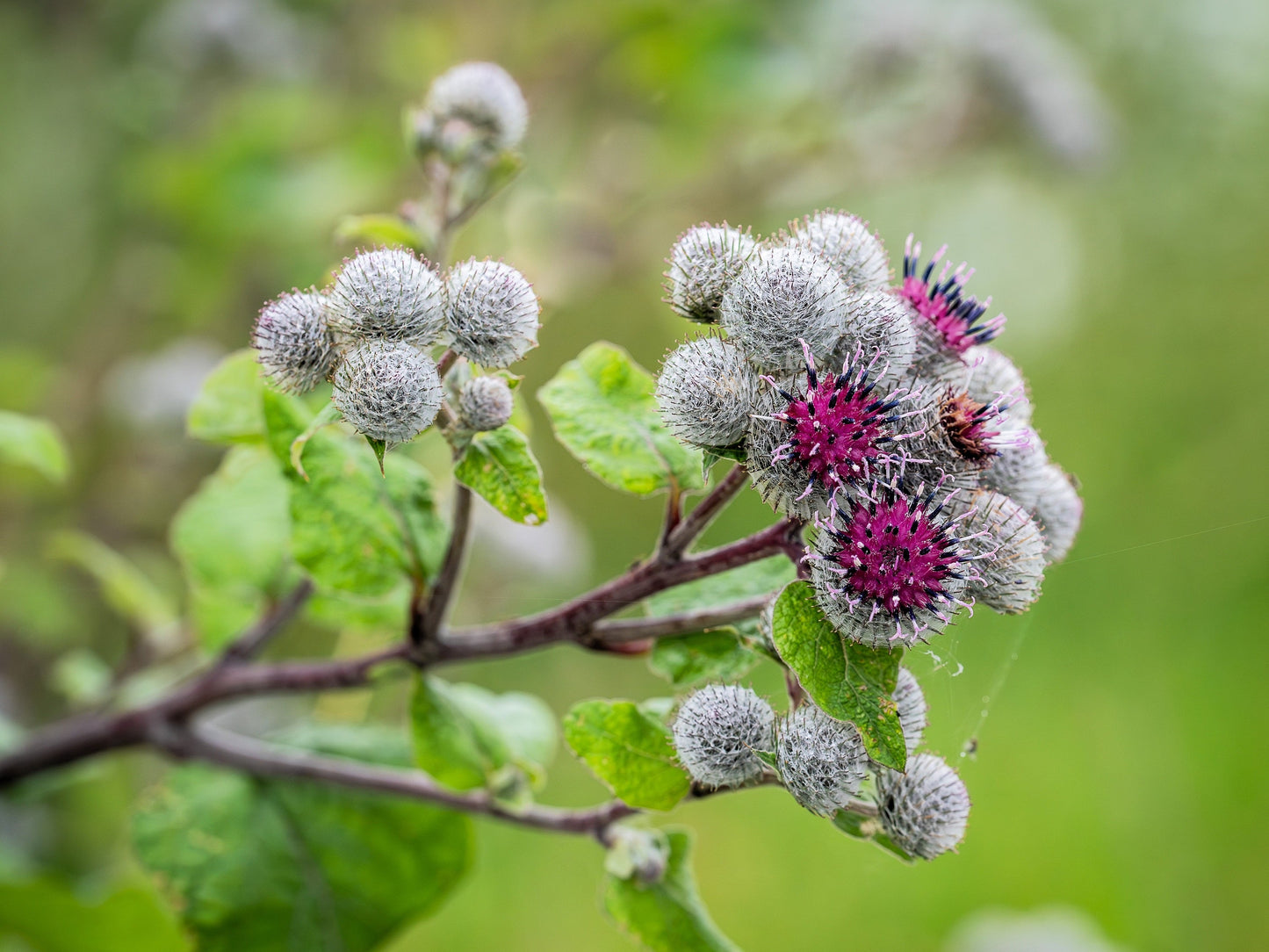 200 Great BURDOCK Arctium Lappa (Edible Burdock / Cockle-Button / Beggar's Buttons) HERB Flower Seeds