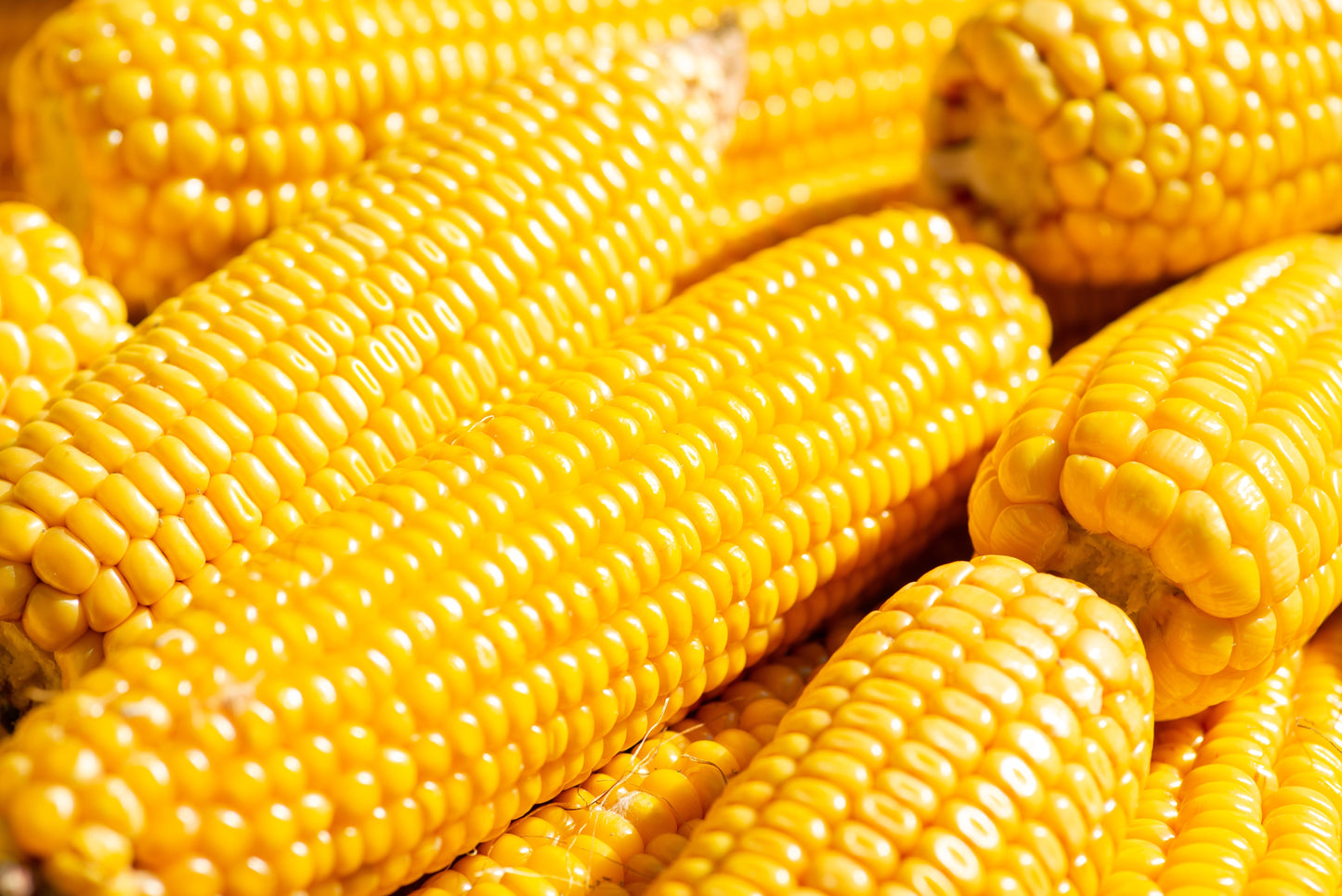 60 YELLOW CORN ' Early Xtra Sweet ' Zea Mays Vegetable Seeds