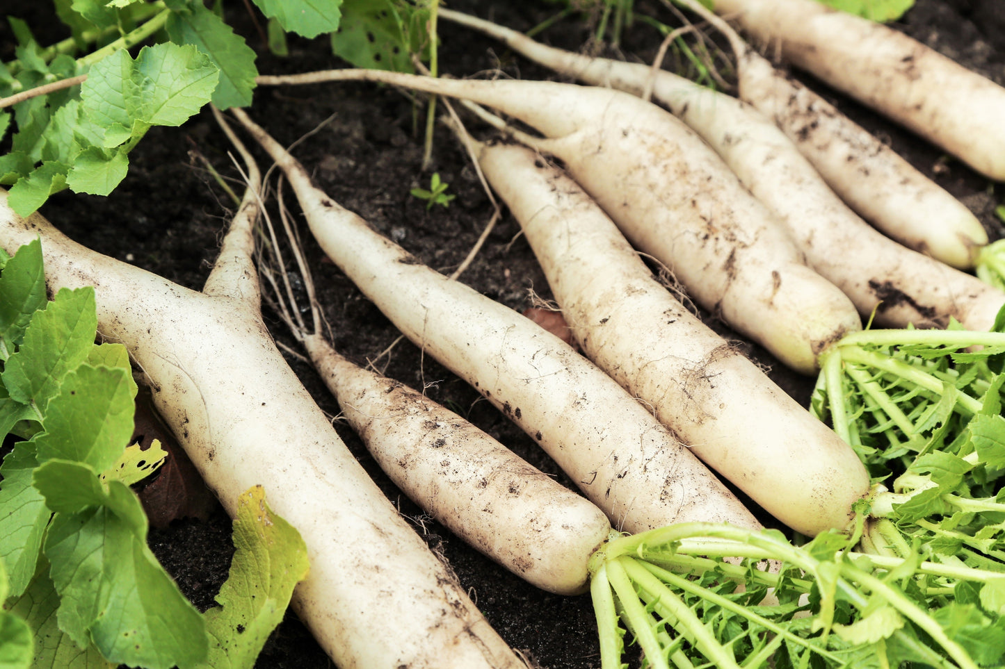 1250 WHITE ICICLE RADISH Raphanus Sativus Vegetable Seeds