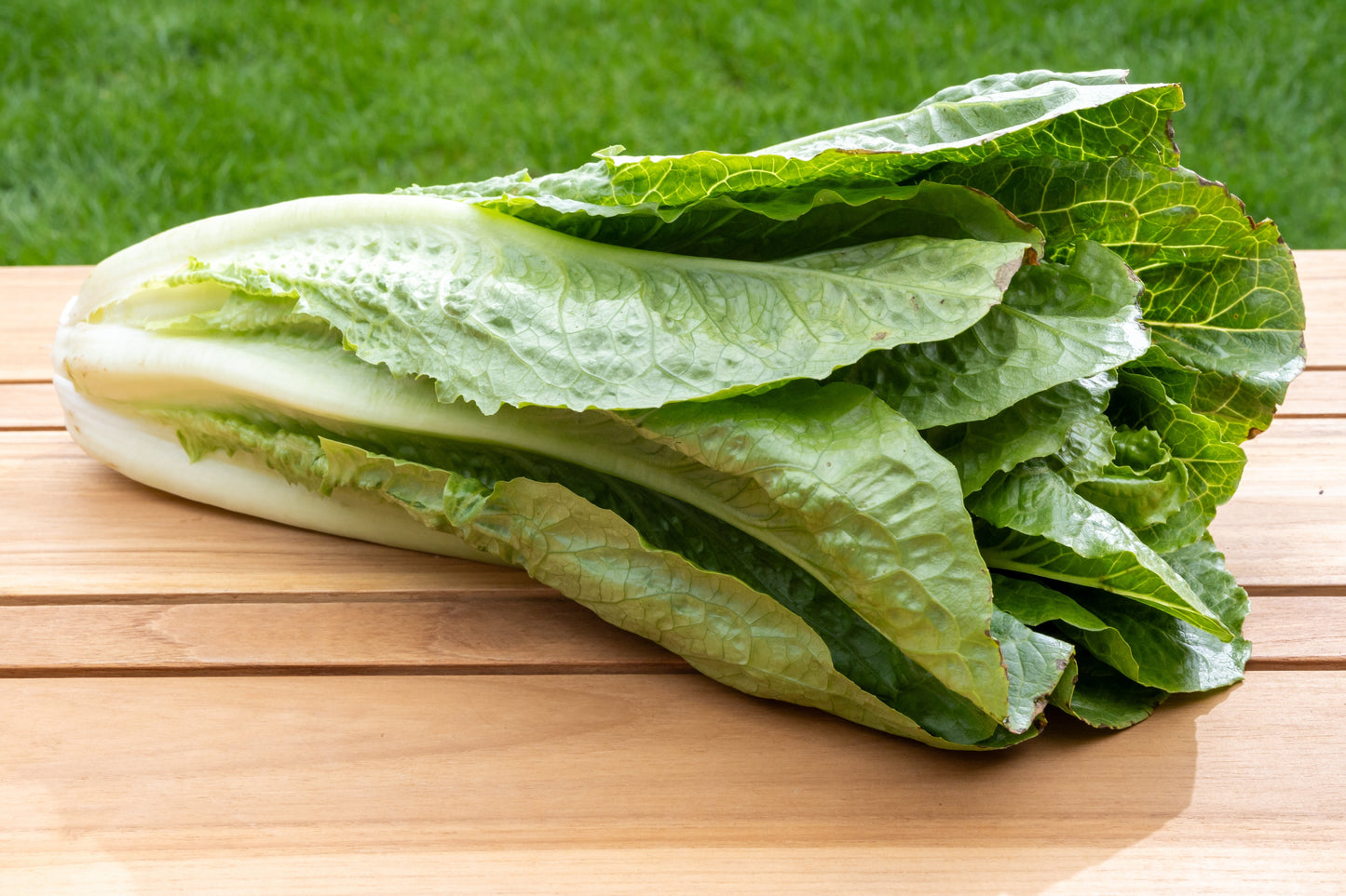 3000 PARRIS ISLAND Romaine LETTUCE Lactuca Sativa Vegetable Seeds