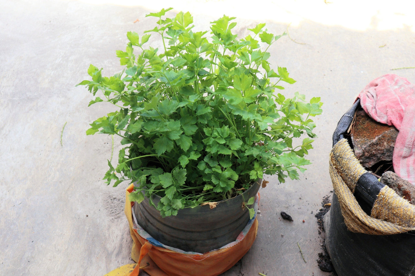 2000 CUTTING LEAF CELERY Apium Graveolens Soup Vegetable Herb Seeds