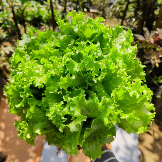 3000 Black Seeded Simpson LEAF LETTUCE Lactuca Sativa Vegetable Seeds