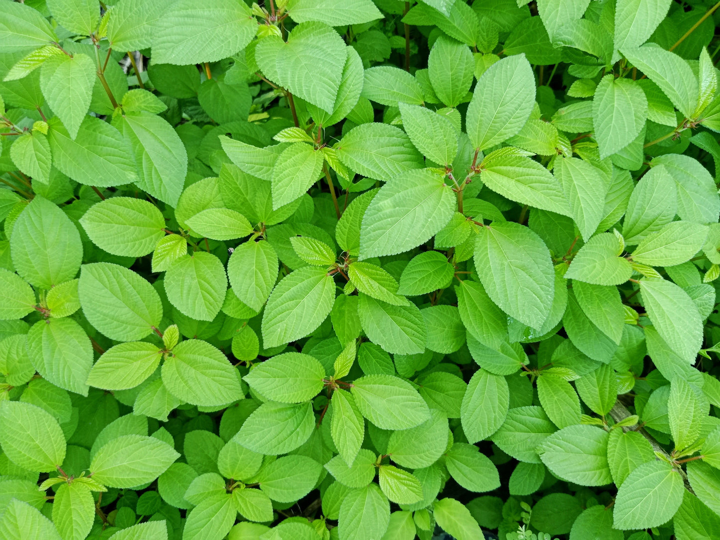 100 TOSSA JUTE Mallow Corchorus Olitorius African Sorrel Bush Okra Twine Vegetable Seeds