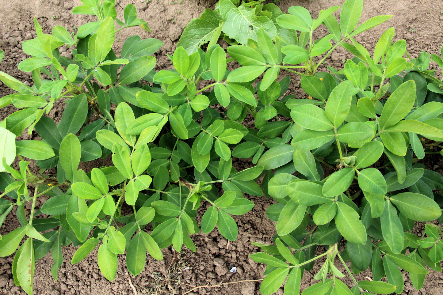 20 Seeds Early SPANISH PEANUT Arachis Hypogaea Perennial Nut Plant