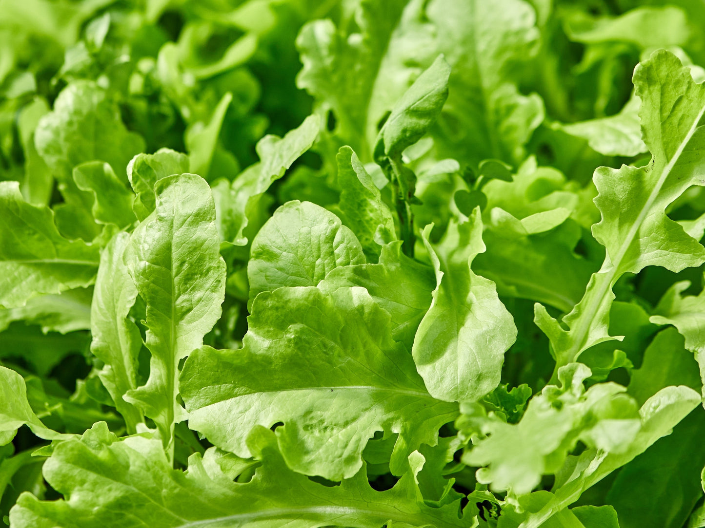 2000 ROQUETTE ARUGULA aka Rocket / Rucola / Rugula - Eruca Vesicaria Sativa Herb Vegetable Seeds