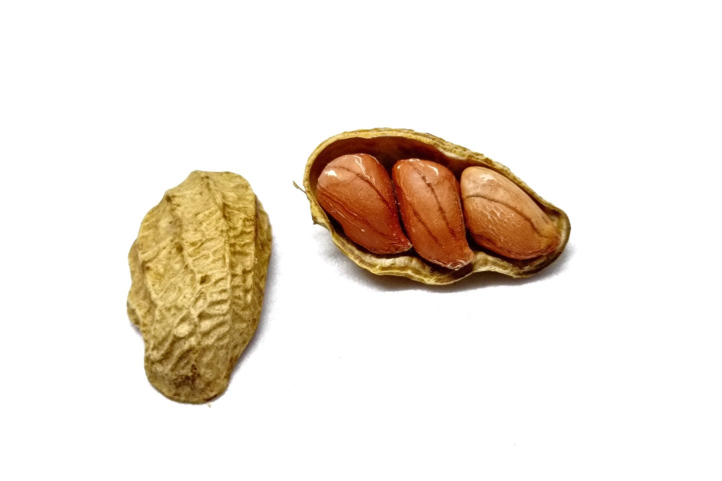 20 Seeds Early SPANISH PEANUT Arachis Hypogaea Perennial Nut Plant